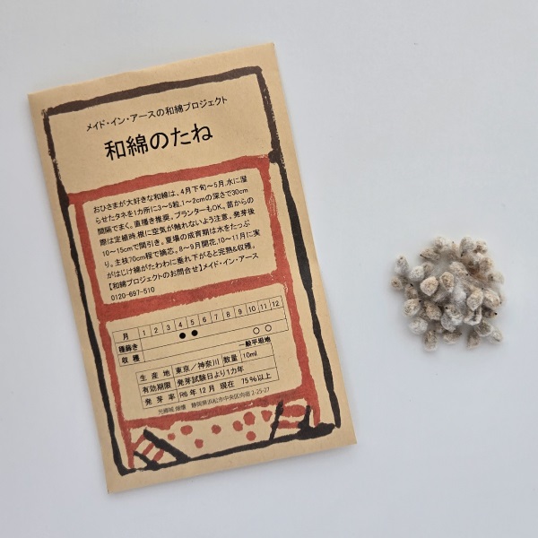 和綿のたね 
